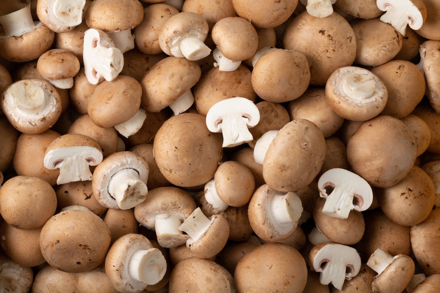 Champignon blanc : quelle est la différence entre les champignons de paris blancs et bruns ?