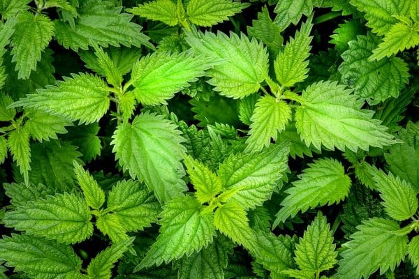 Quel thé est bon pour la peau ?