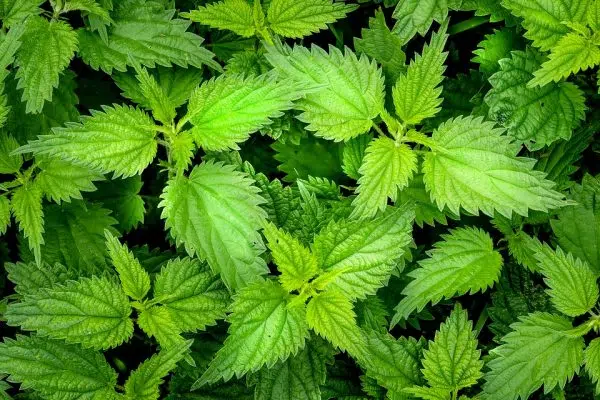Quel thé est bon pour la peau ?