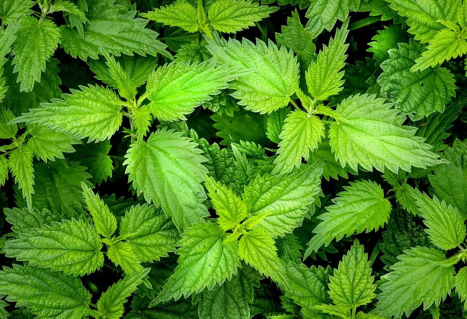 Quel thé est bon pour la peau ?